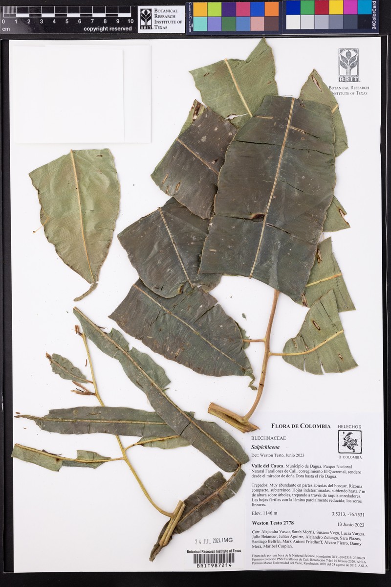 Salpichlaena volubilis subsp. thalassica photo 4