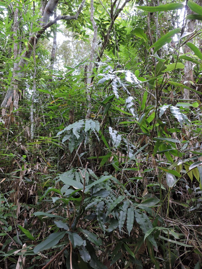 Salpichlaena volubilis subsp. volubilis
