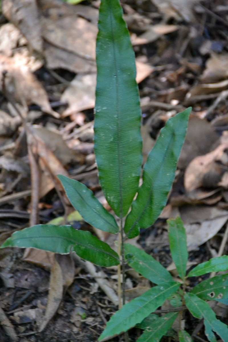 Salpichlaena volubilis subsp. volubilis photo 2