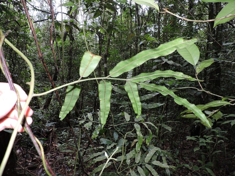 Salpichlaena volubilis subsp. volubilis photo 3