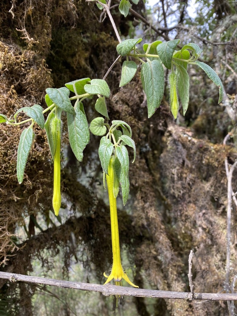 Salpichroa didieriana photo 2