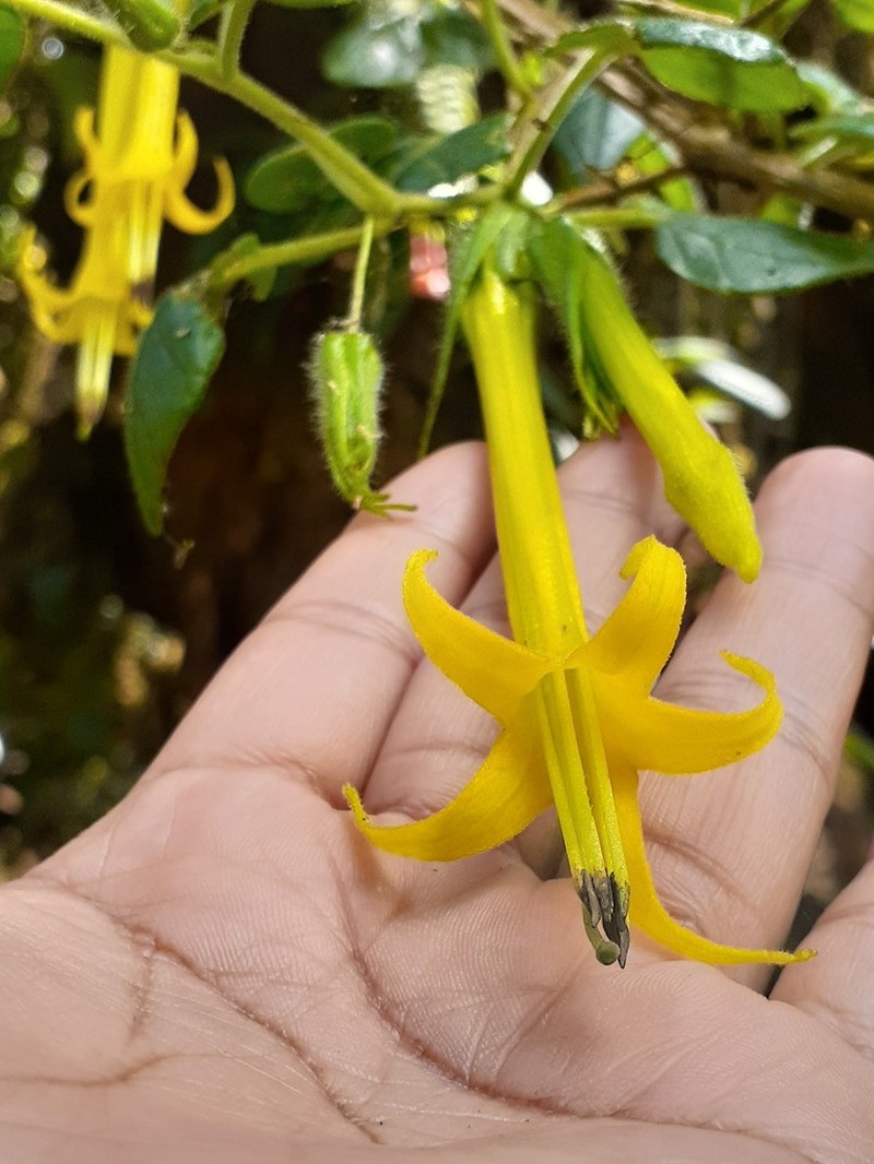 Salpichroa didieriana photo 3