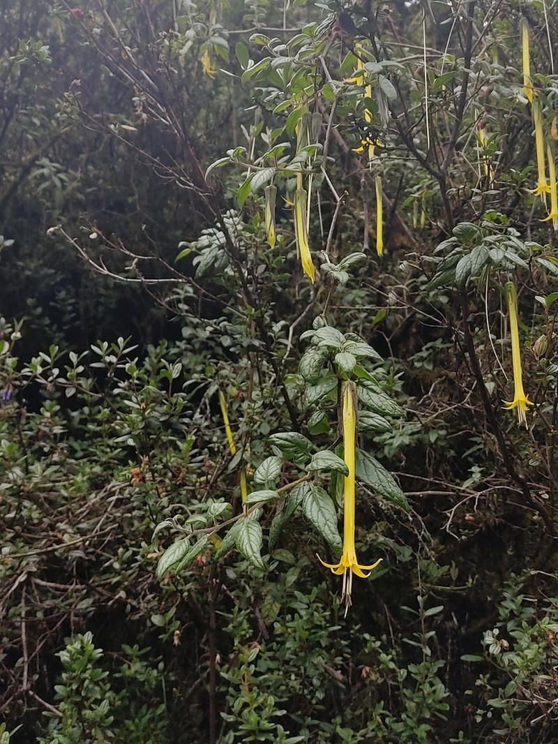 Salpichroa didieriana photo 5