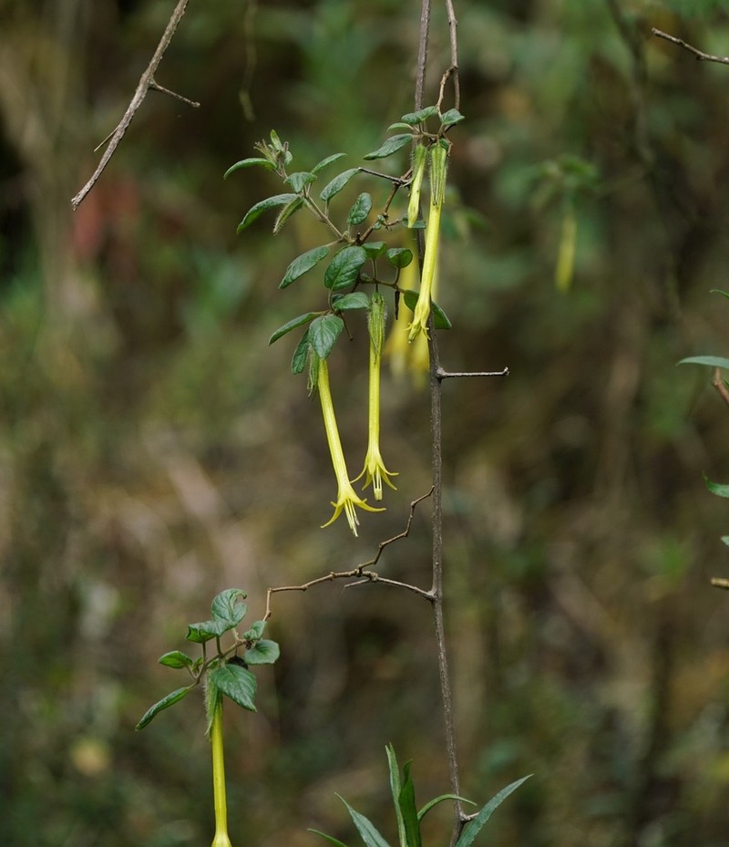 Salpichroa didieriana photo 6