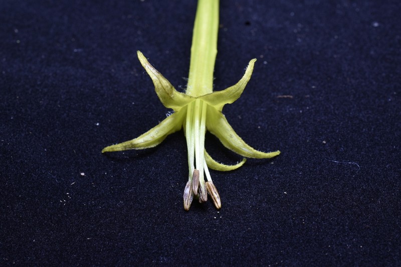 Salpichroa didieriana photo 8