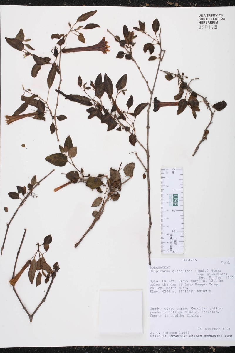 Salpichroa glandulosa subsp. glandulosa