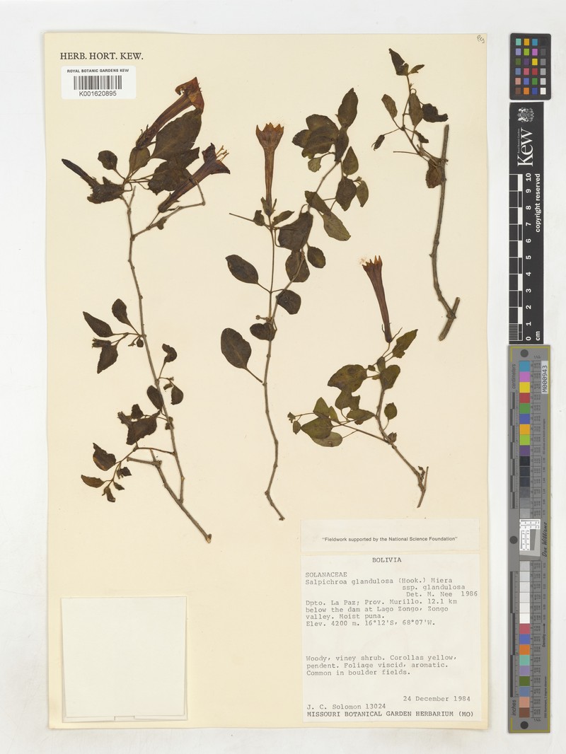 Salpichroa glandulosa subsp. glandulosa photo 2