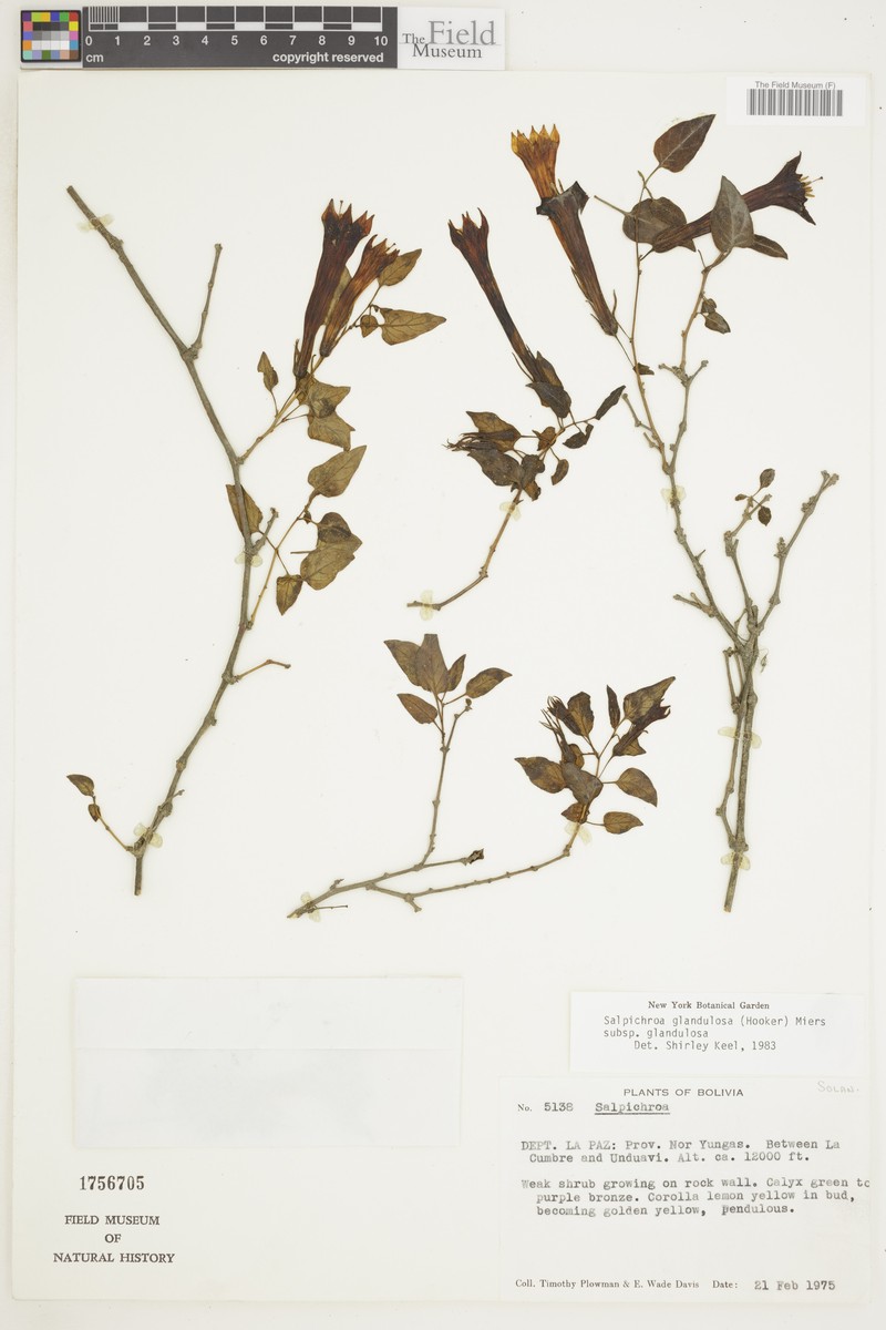 Salpichroa glandulosa subsp. glandulosa photo 3