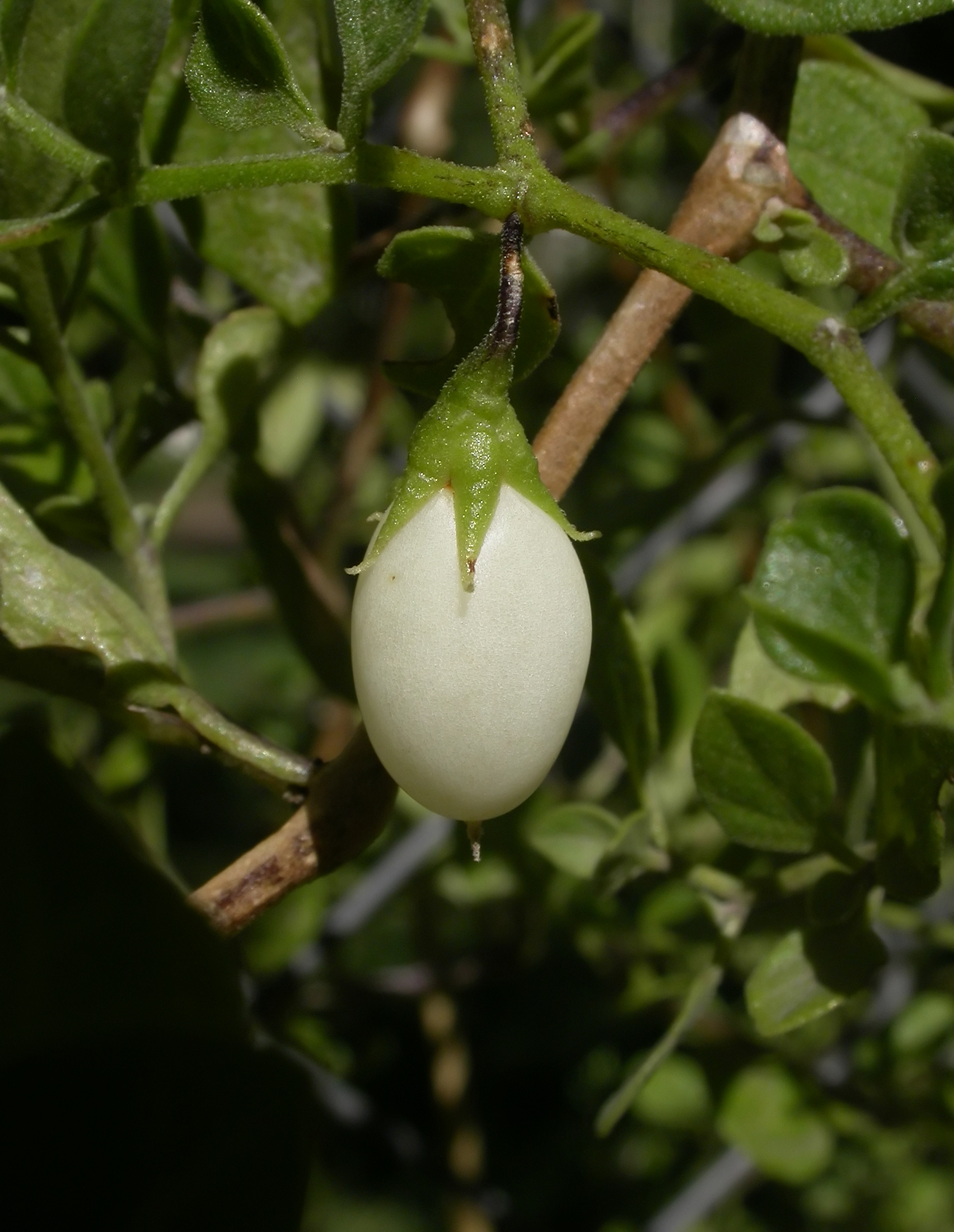 Lily Of The Valley Vine photo 5