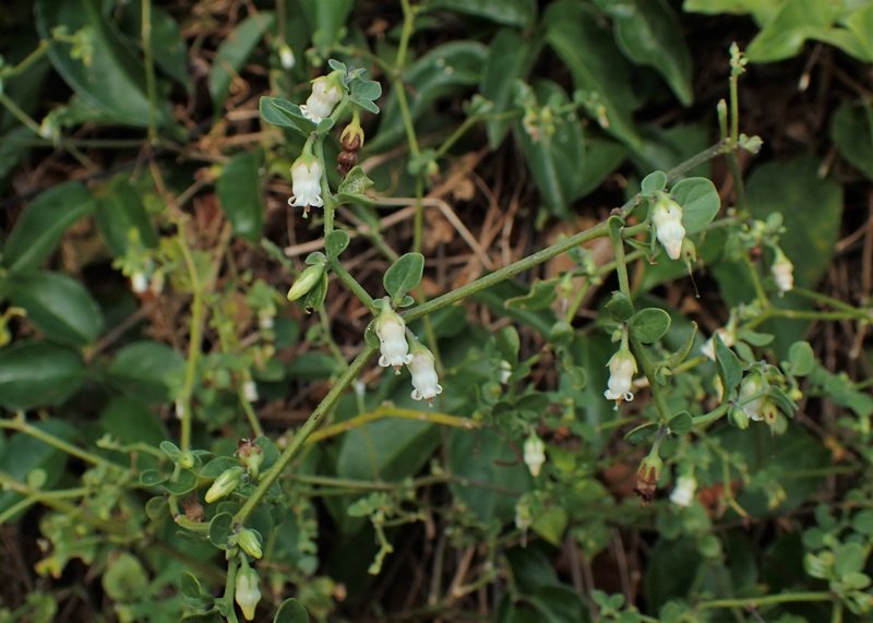 Lily Of The Valley Vine photo 7