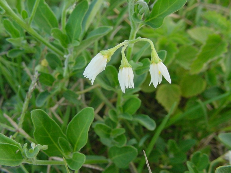 Lily Of The Valley Vine photo 2