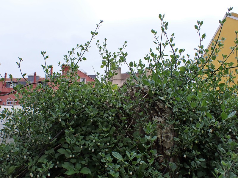 Lily Of The Valley Vine photo 3