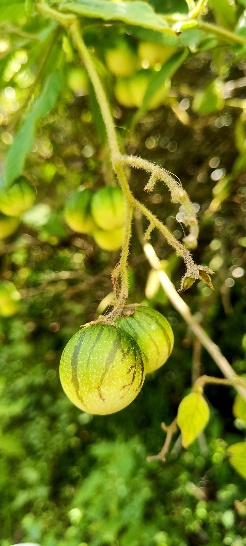 Salpichroa sanmiguelina
