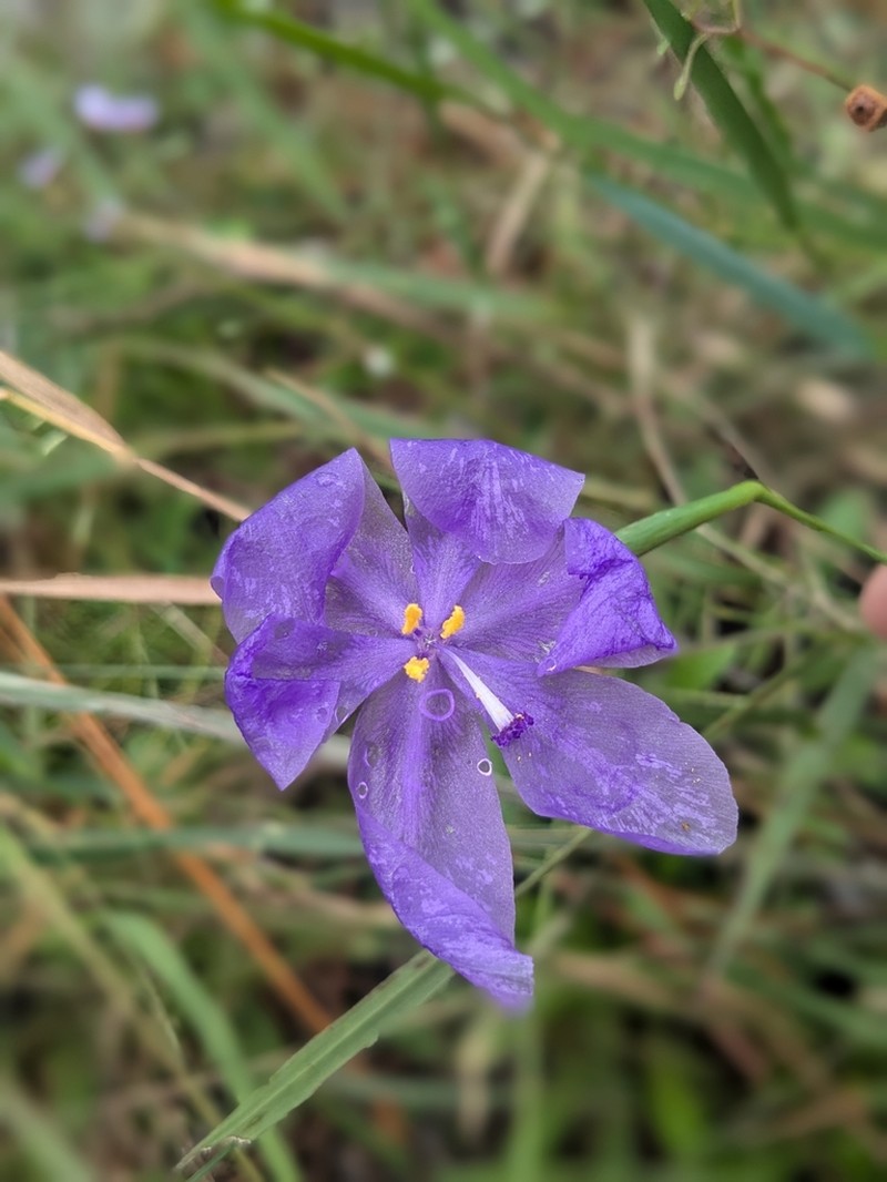 Salpingostylis caelestina