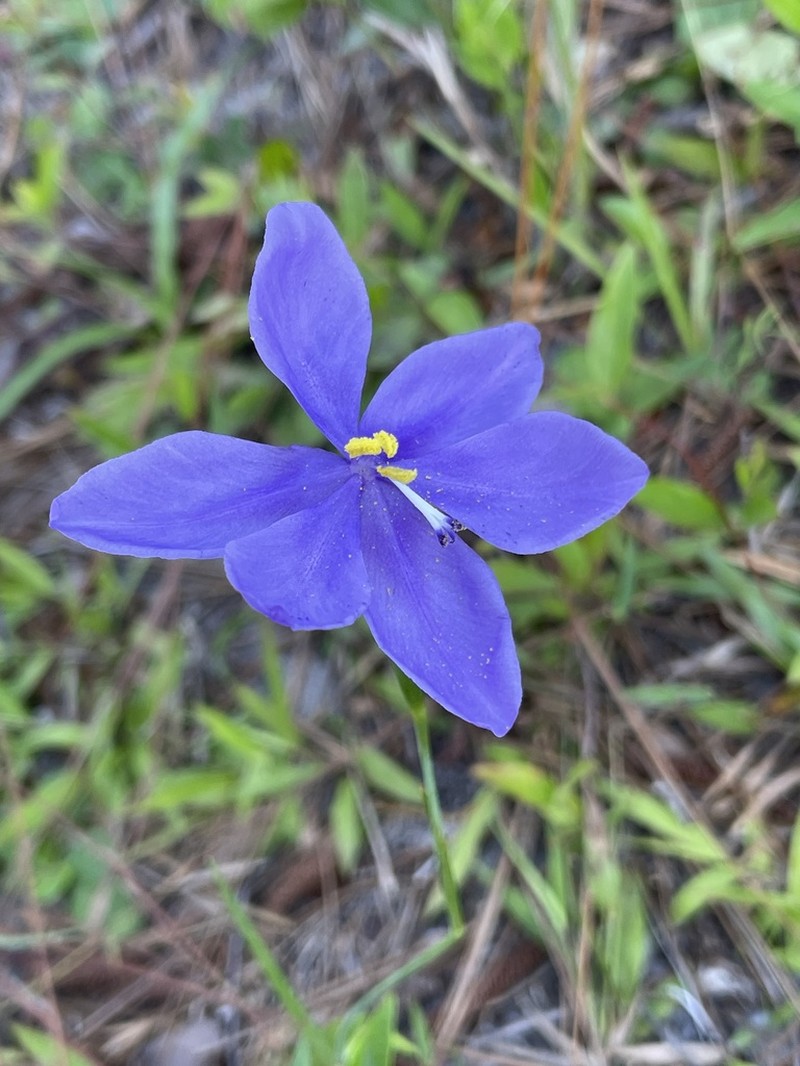 Salpingostylis caelestina photo 2