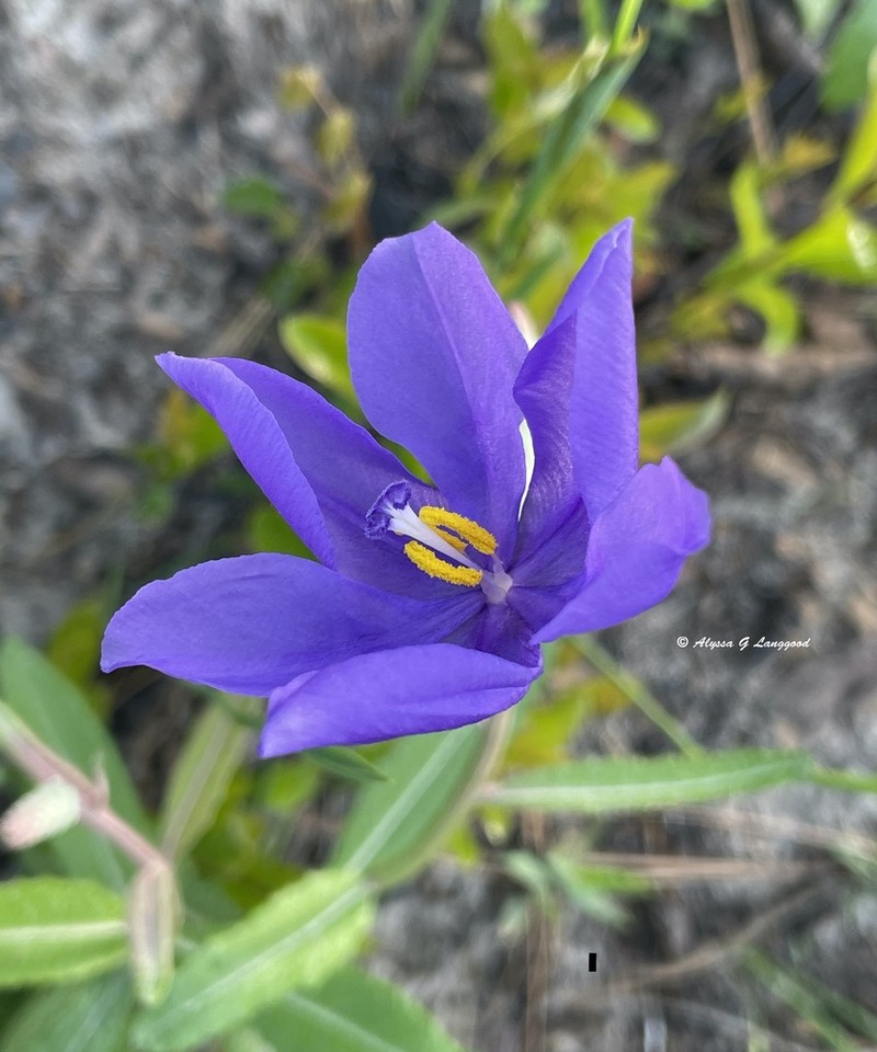 Salpingostylis caelestina photo 5