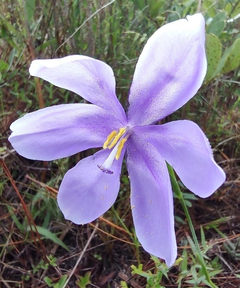 Salpingostylis caelestina photo 6