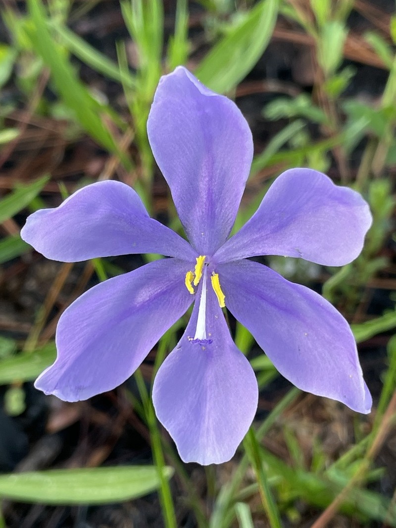 Salpingostylis caelestina photo 8