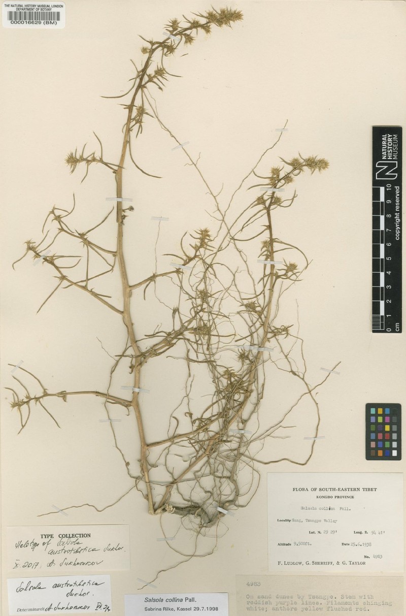 Salsola austrotibetica