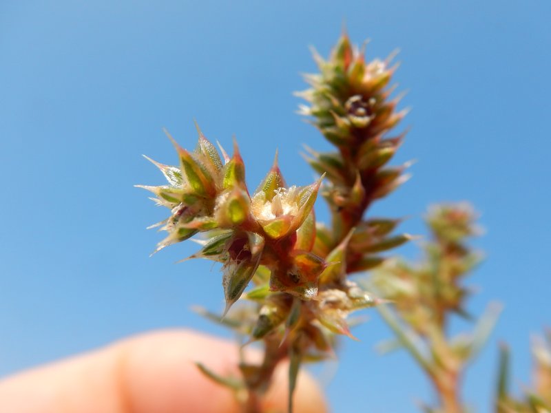 Slender Russian Thistle photo 4