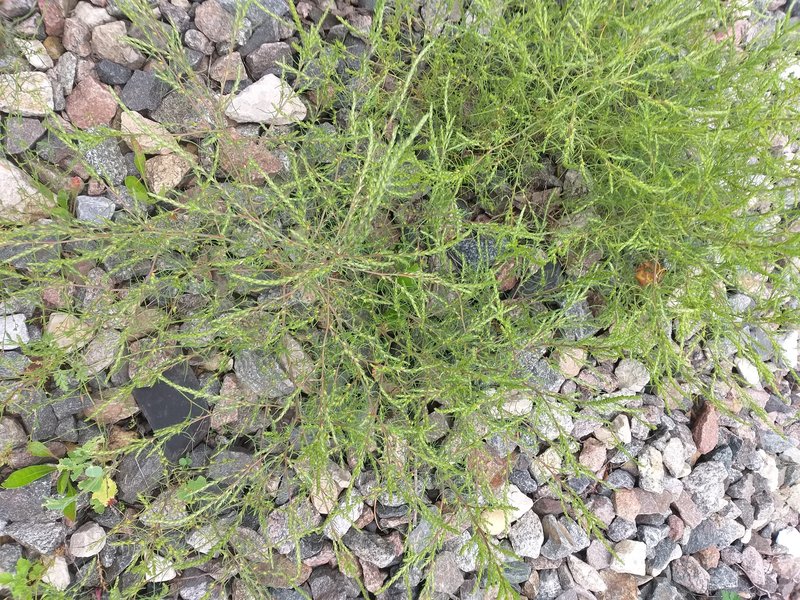 Slender Russian Thistle photo 5