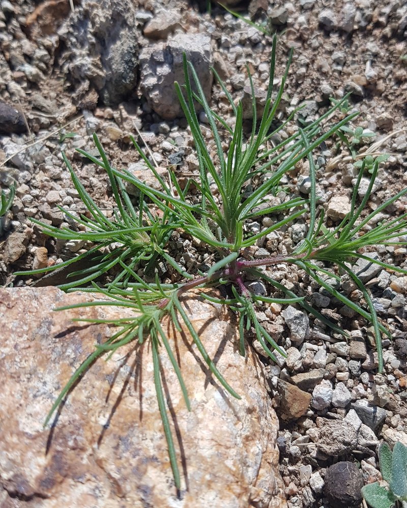 Slender Russian Thistle photo 6