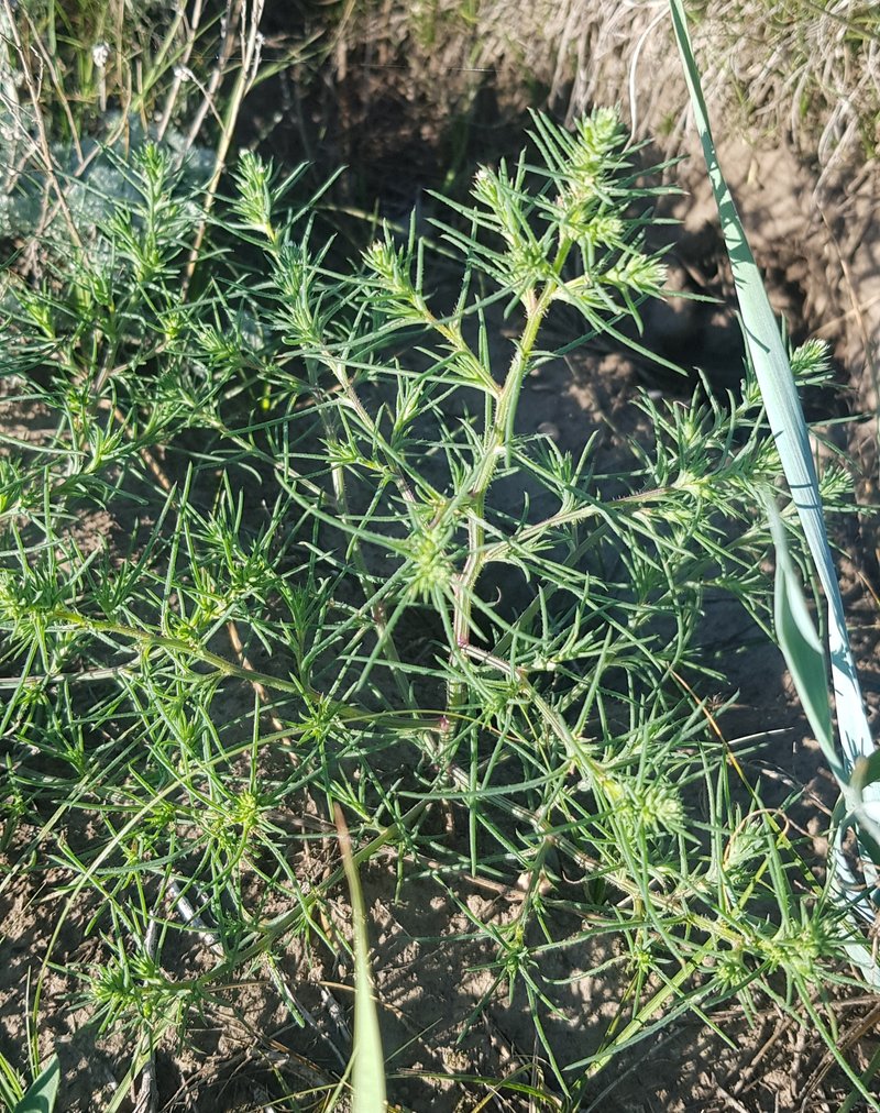 Slender Russian Thistle photo 7