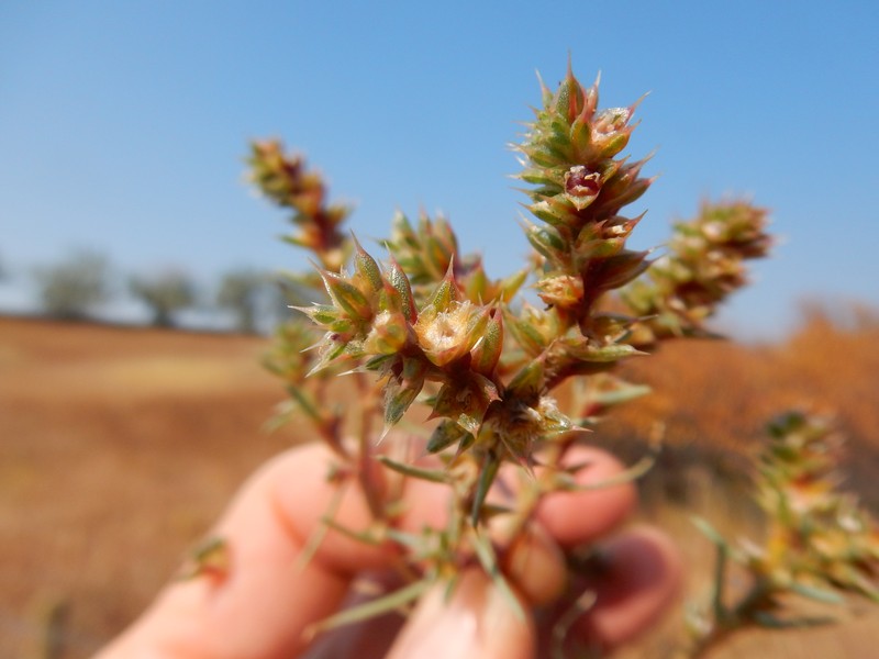 Slender Russian Thistle photo 2