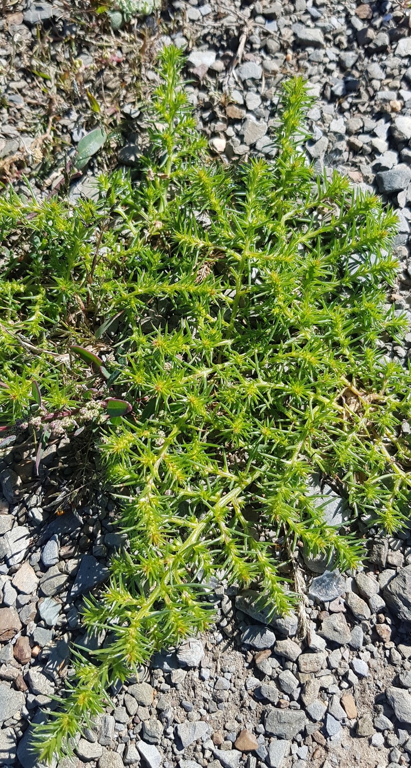 Slender Russian Thistle
