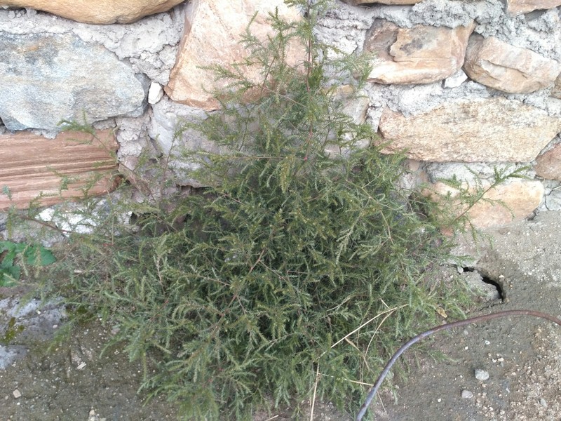 Slender Russian Thistle photo 3