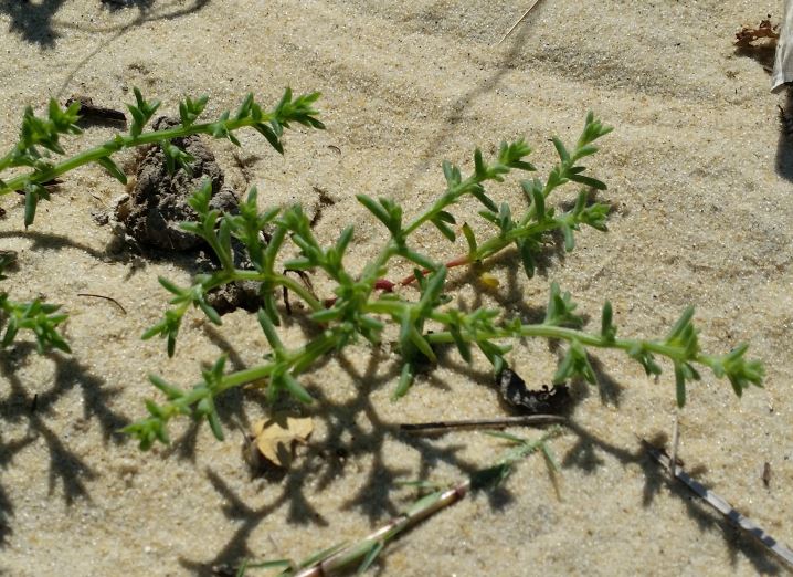 Russian Thistle photo 4