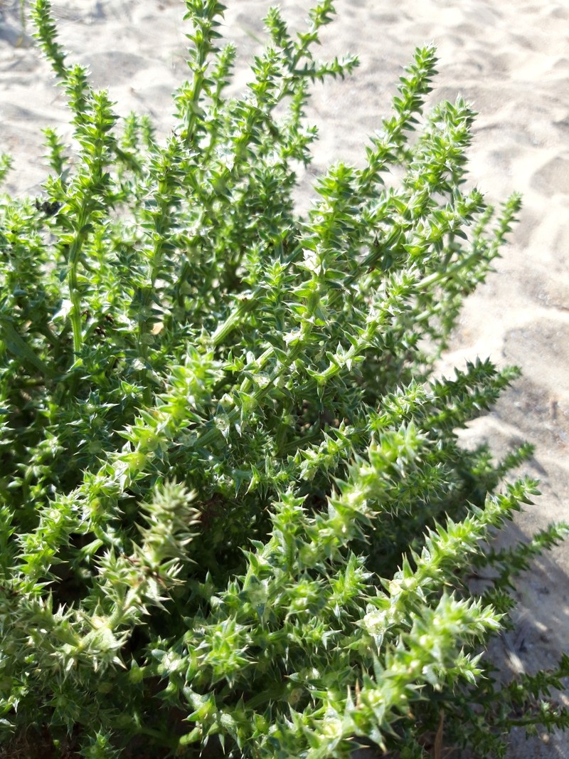Russian Thistle photo 2