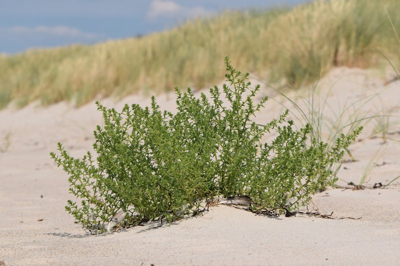 Russian Thistle photo 3