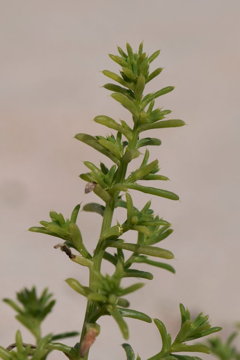Russian Thistle photo 5