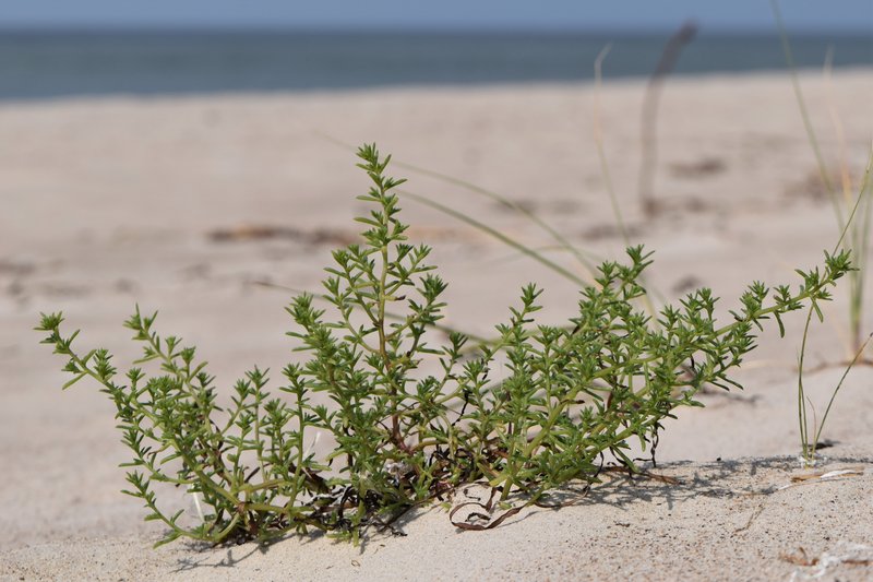 Russian Thistle photo 6