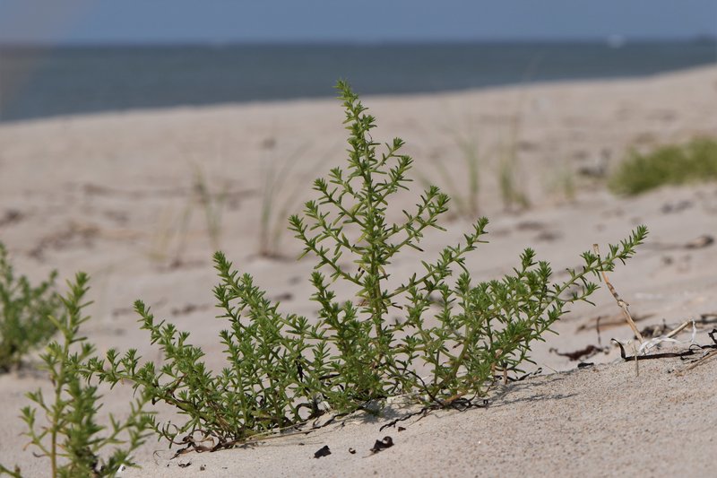 Russian Thistle photo 7