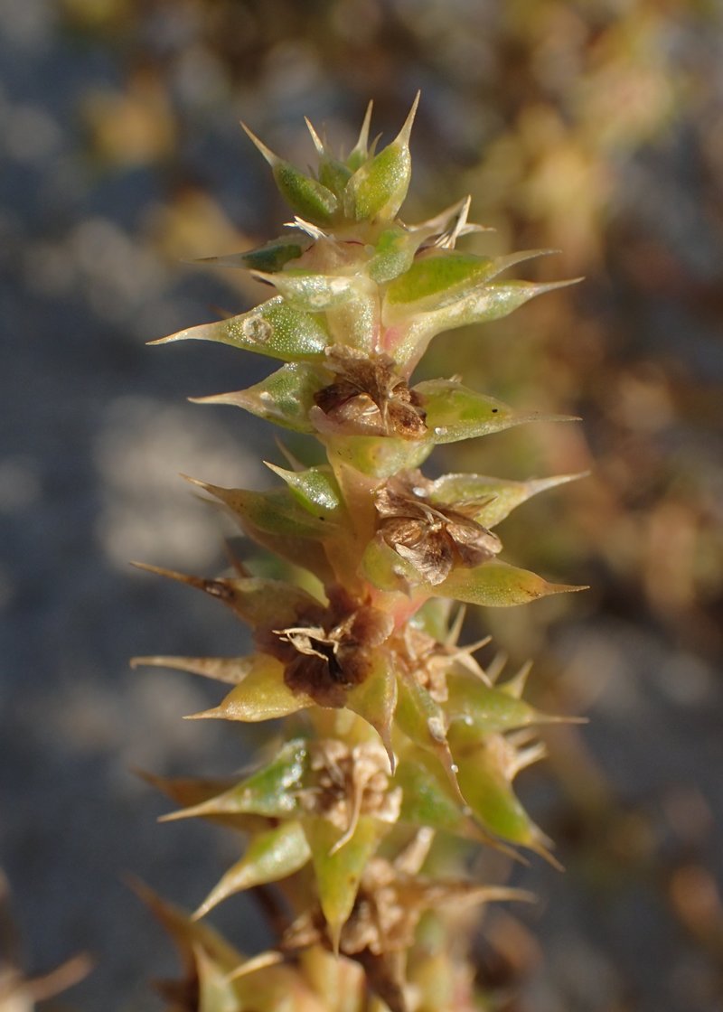 Russian Thistle photo 8