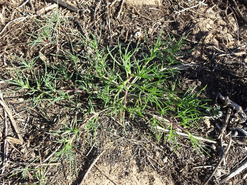 Barbwire Russian Thistle
