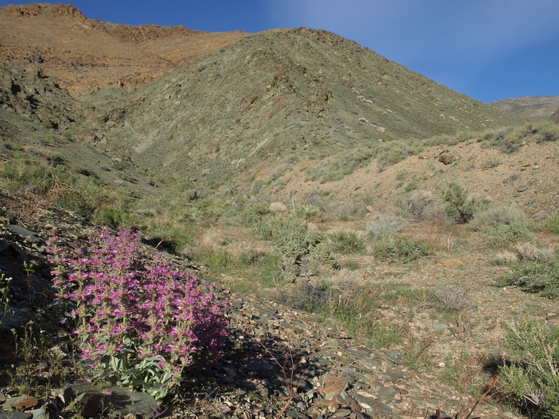 Barbwire Russian Thistle photo 6