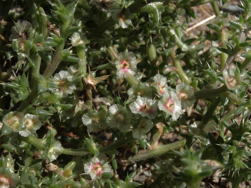 Barbwire Russian Thistle photo 2