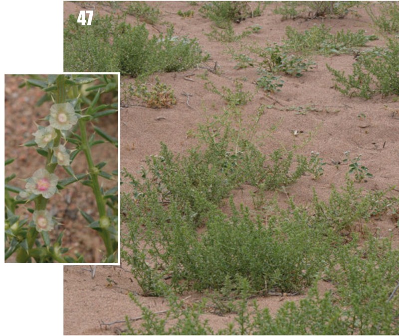 Barbwire Russian Thistle photo 4