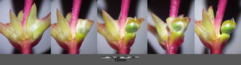 Oppositeleaf Russian Thistle photo 2