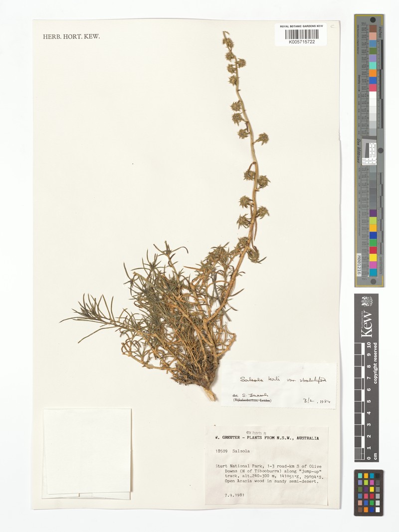 Salsola strobilifera