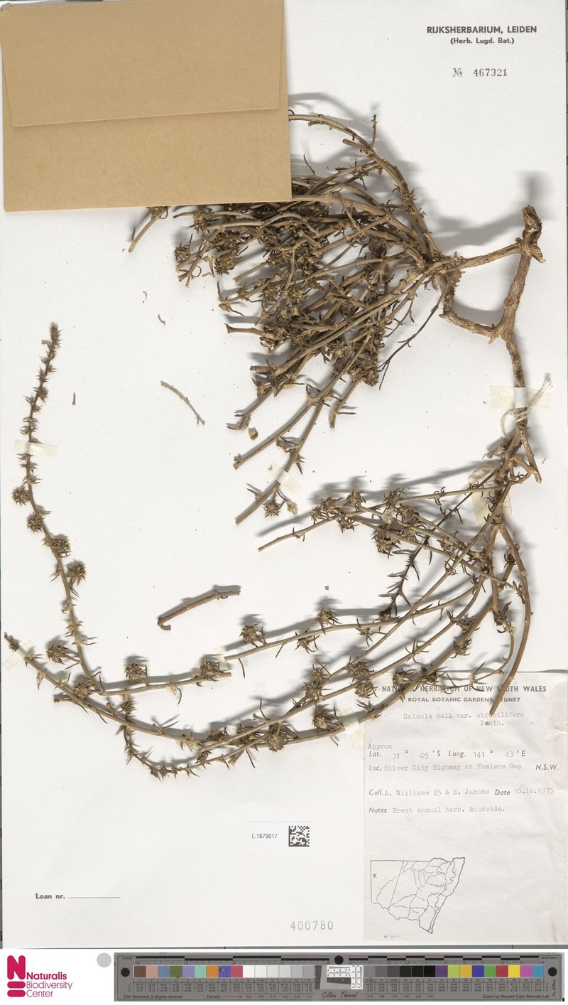 Salsola strobilifera photo 2