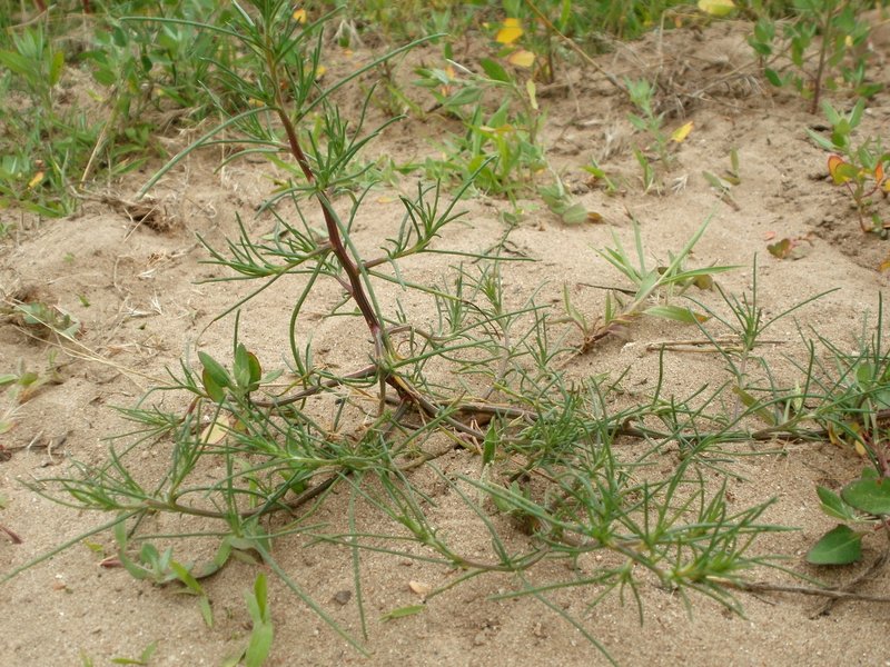 Prickly Russian Thistle photo 2