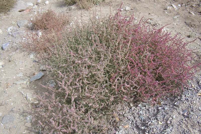 Prickly Russian Thistle photo 3