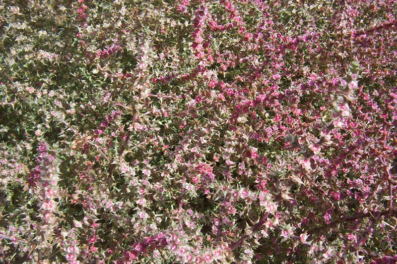Prickly Russian Thistle photo 4