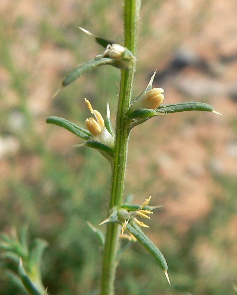 Prickly Russian Thistle photo 5