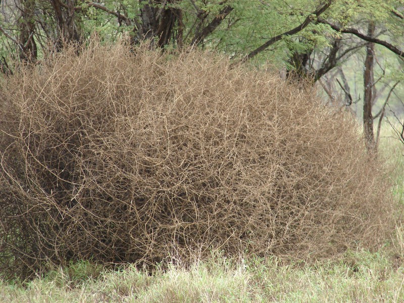 Prickly Russian Thistle