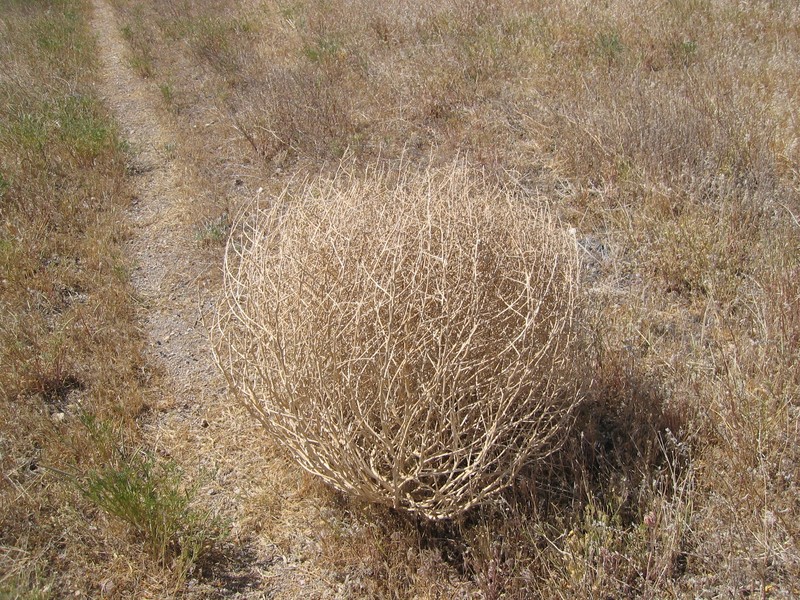 Prickly Russian Thistle photo 6